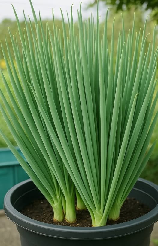 Faz a Cebolinha Explodir de Tanto Crescer e Engrossar