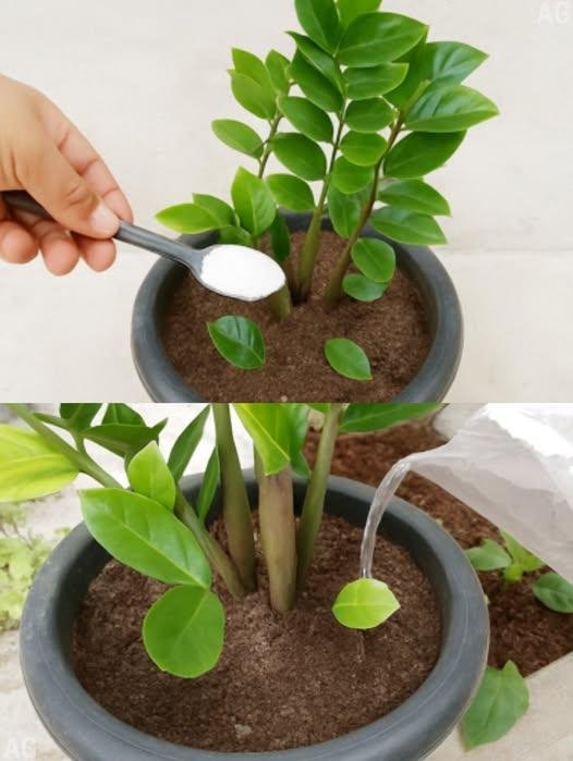 Mistura Caseira para Plantas