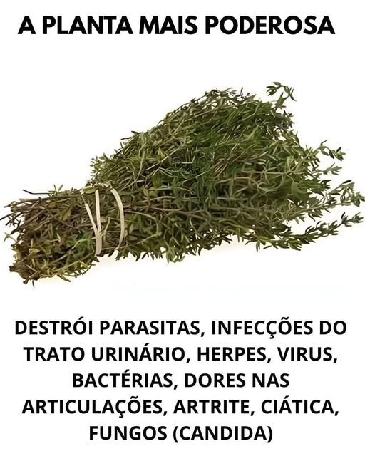 A Planta Mais Poderosa